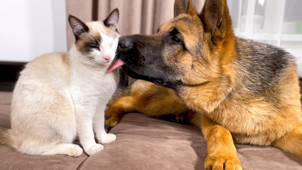 German shepherd shows unexpected love for cats