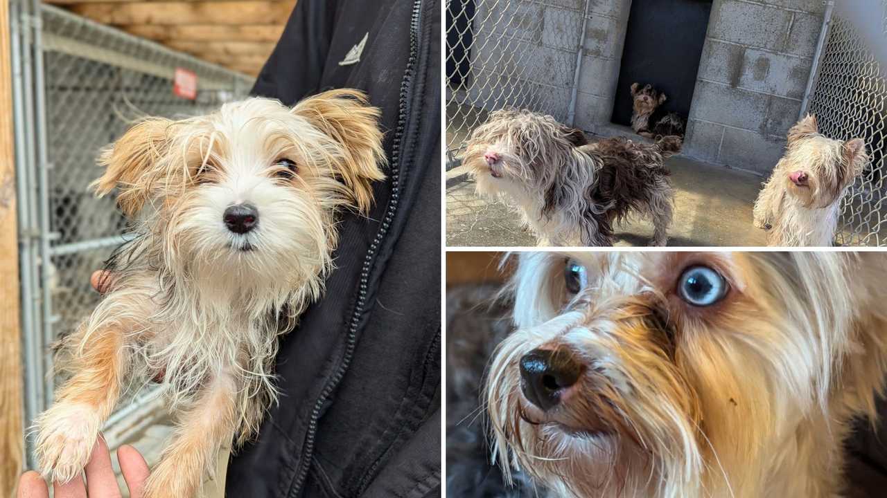 24 dogs rescued from waterless, condemned 'horrific' home in Orange ...