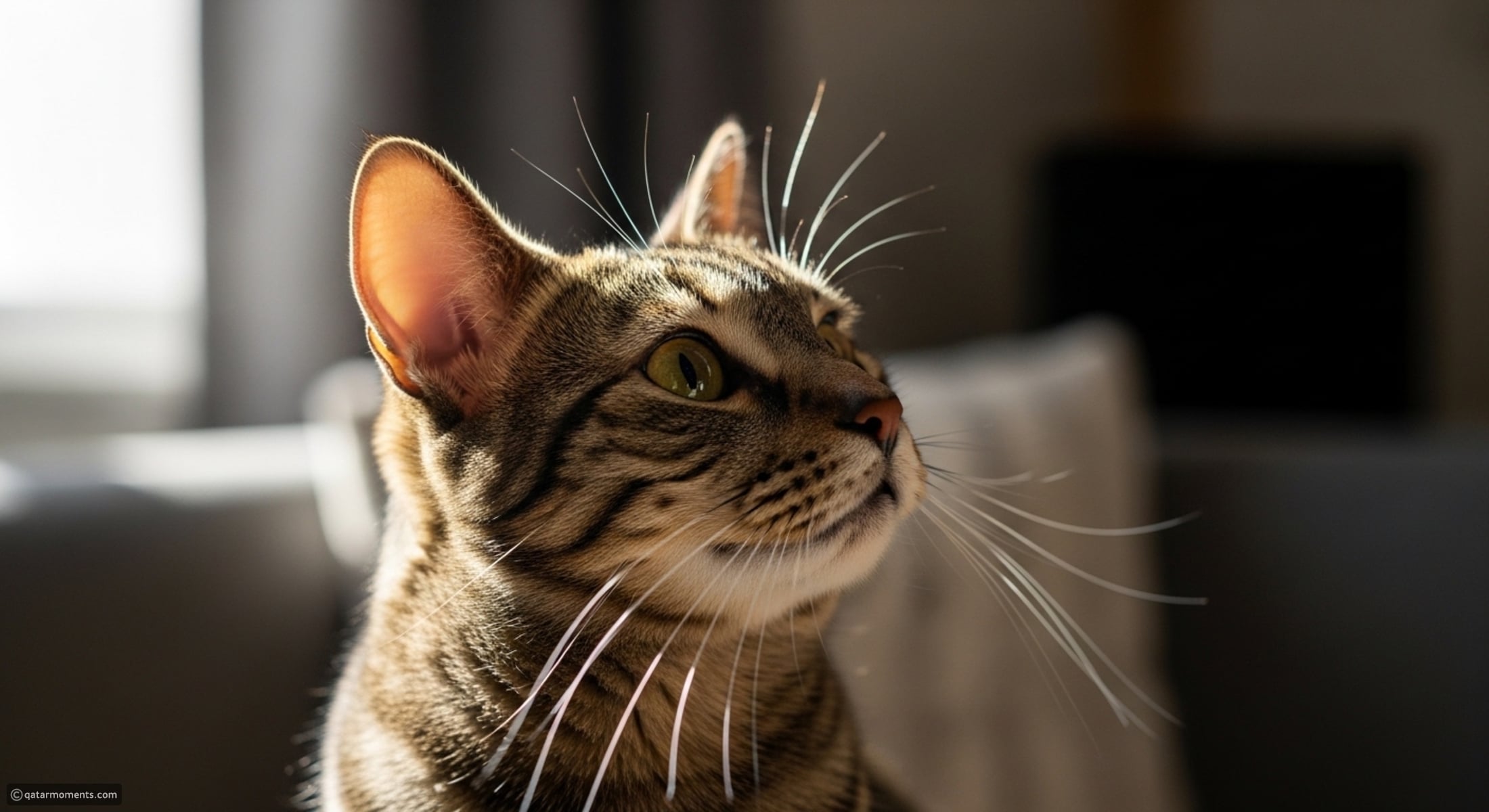 Think your cat understands you? This simple test might prove it