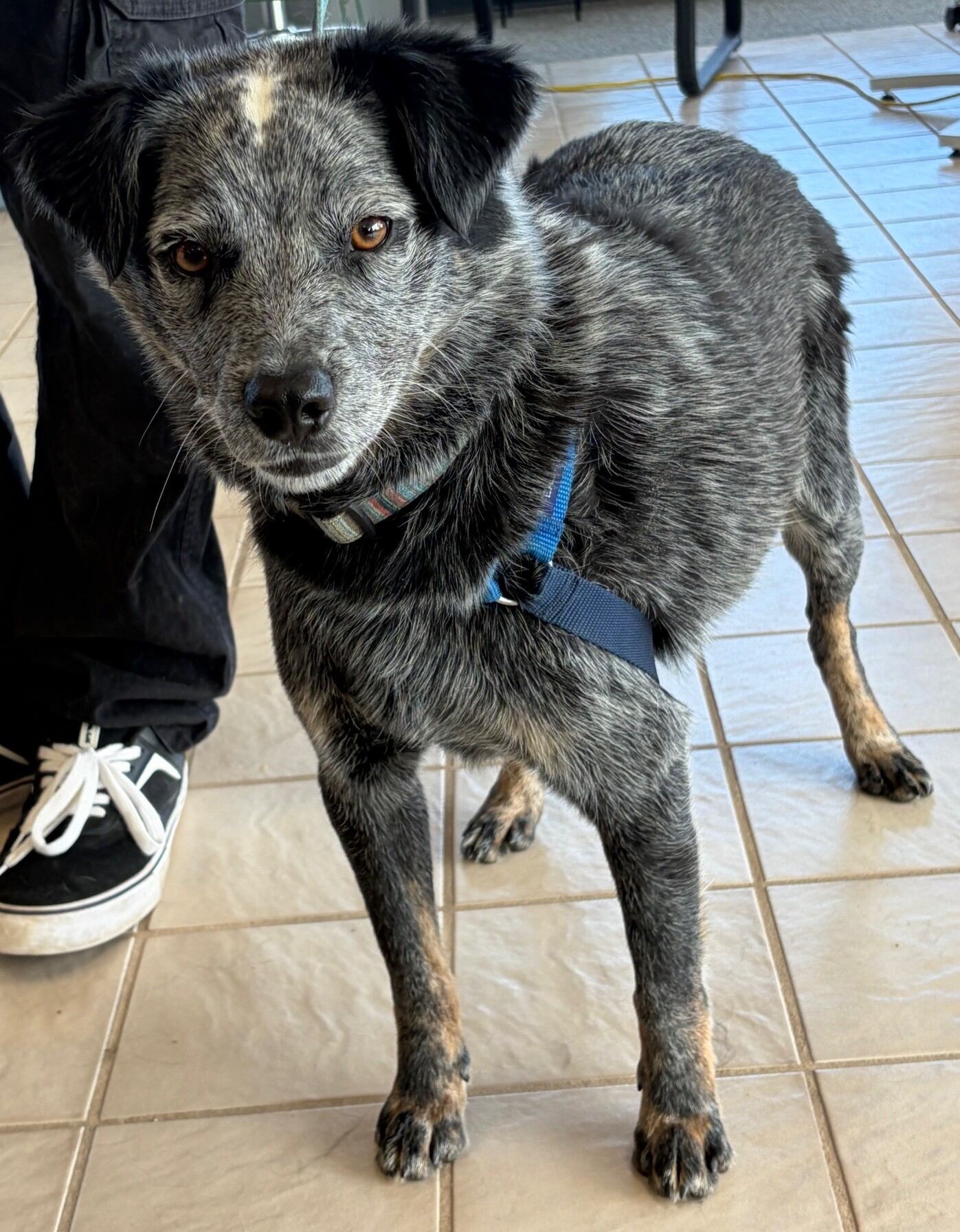 Pet of the week: Meet Pupper!
