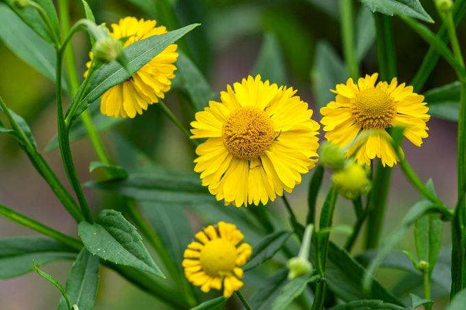Top 10 plants for growing in clay soil
