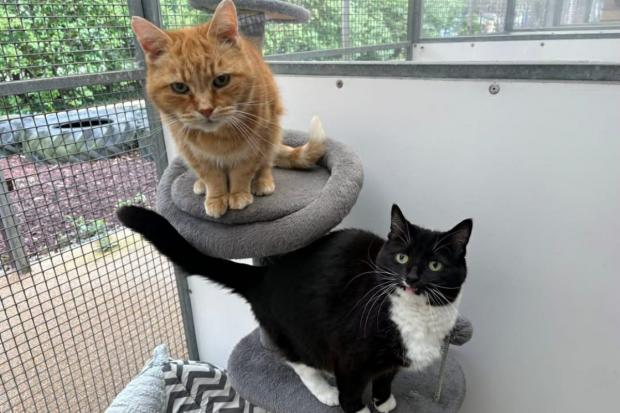 Five bonded pairs of cats at Wirral RSPCA centre seek new homes together