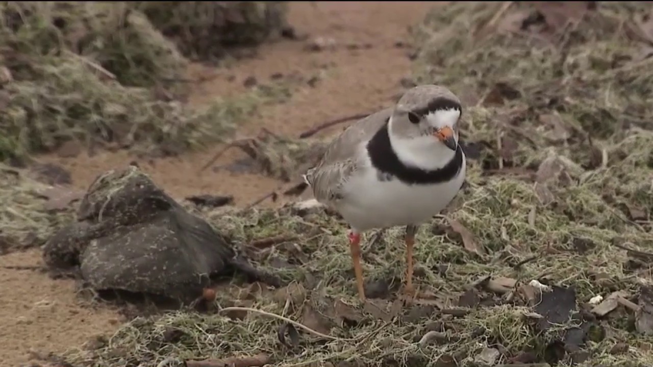 Piping plovers return to Montrose Beach for mating season