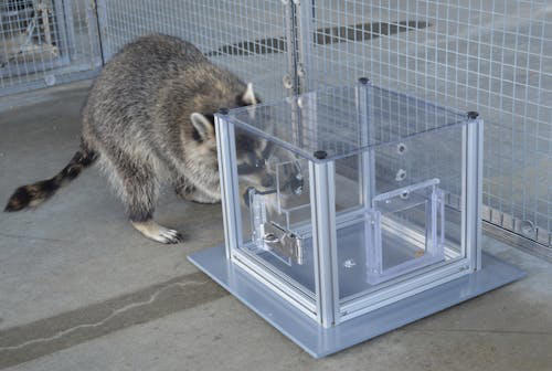 Le raton laveur et vos poubelles : un casse-tête à résoudre pour cet ...