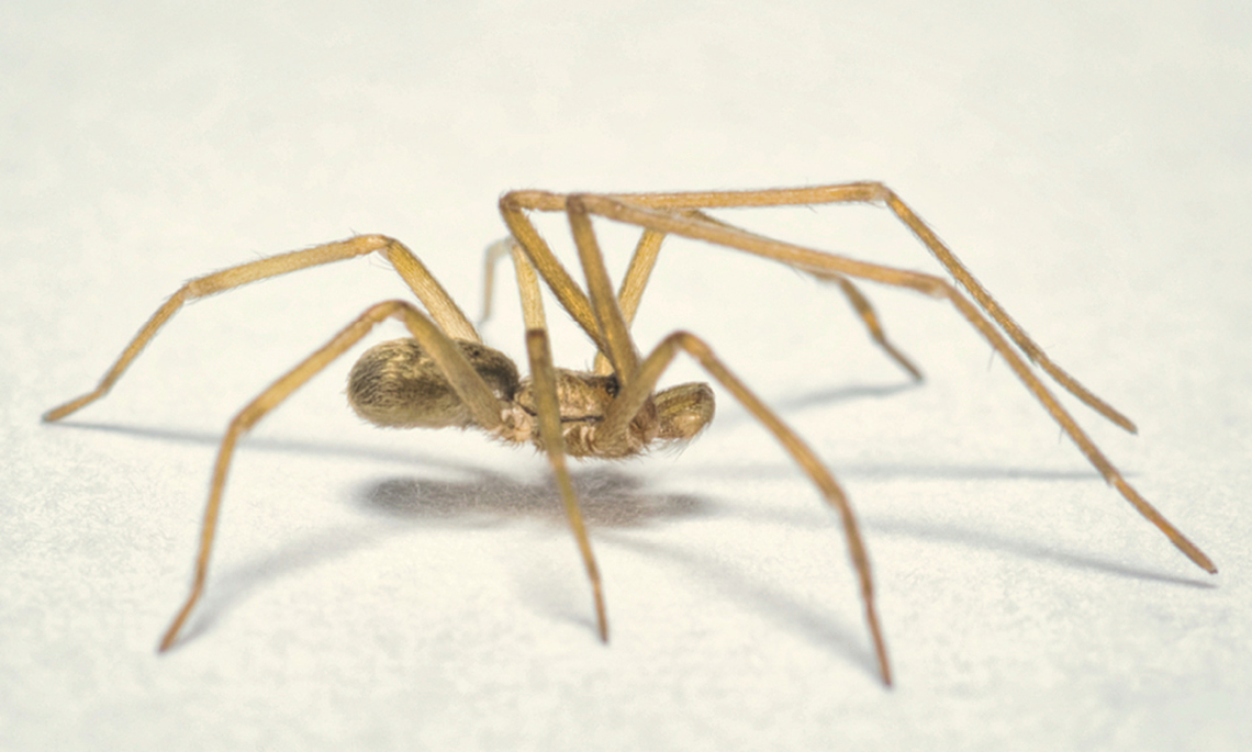 Tiny new spider species named after Pink Floyd's 'The Wall' for its ...