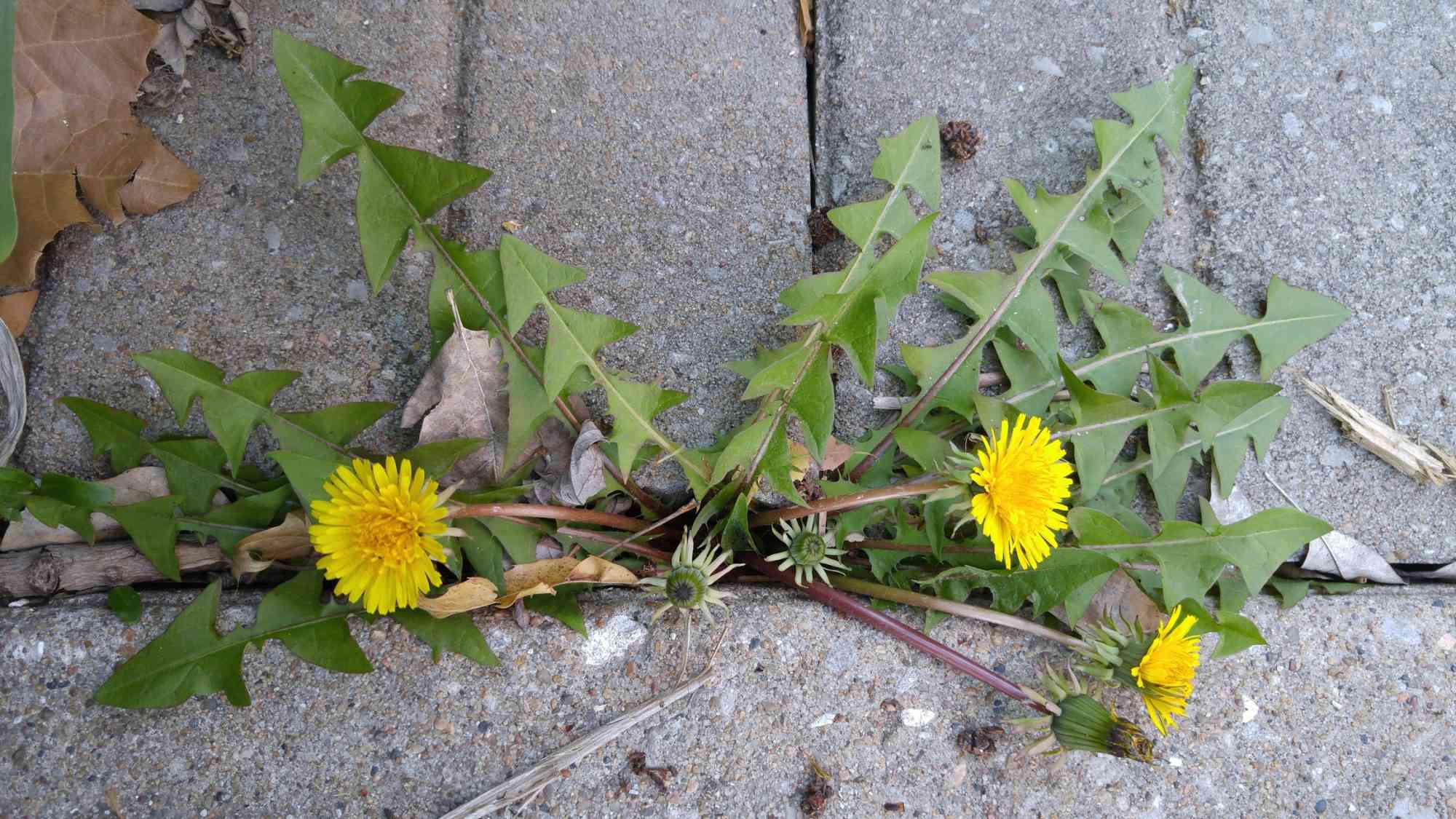 Does homemade vinegar and Epsom salt weed killer work—or is it a myth?