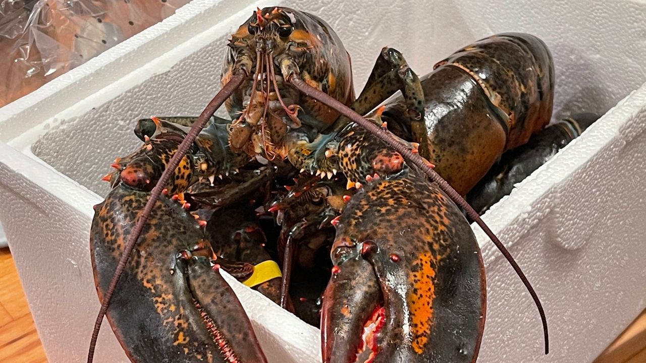 Study finds lobsters feel pain, fueling calls to ban boiling