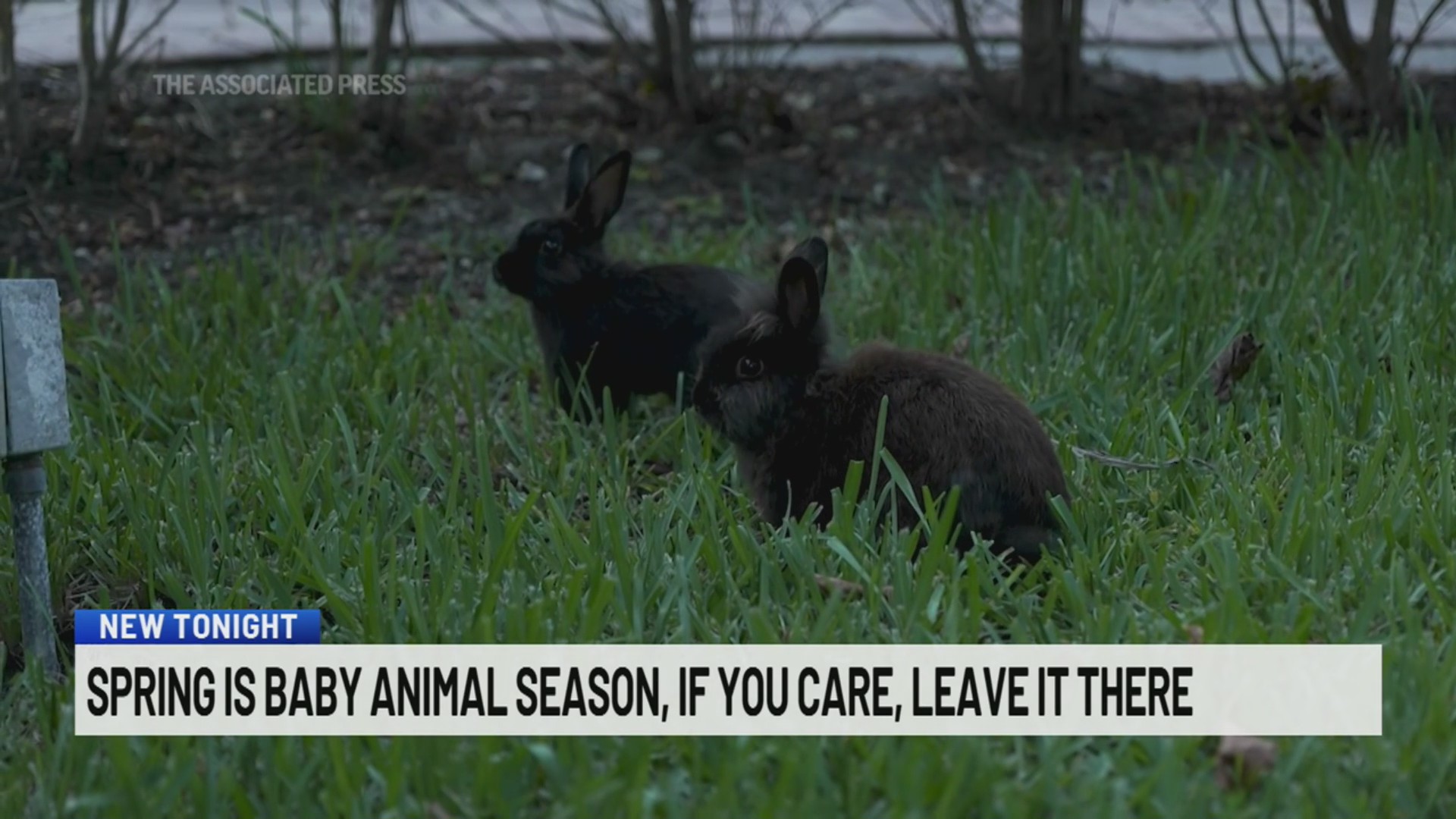 What to do if you come across a baby animal