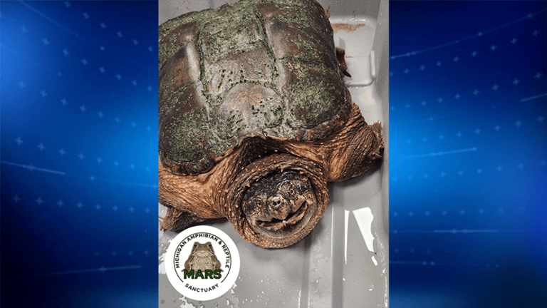 Giant snapping turtle rescued on Lake Michigan beach