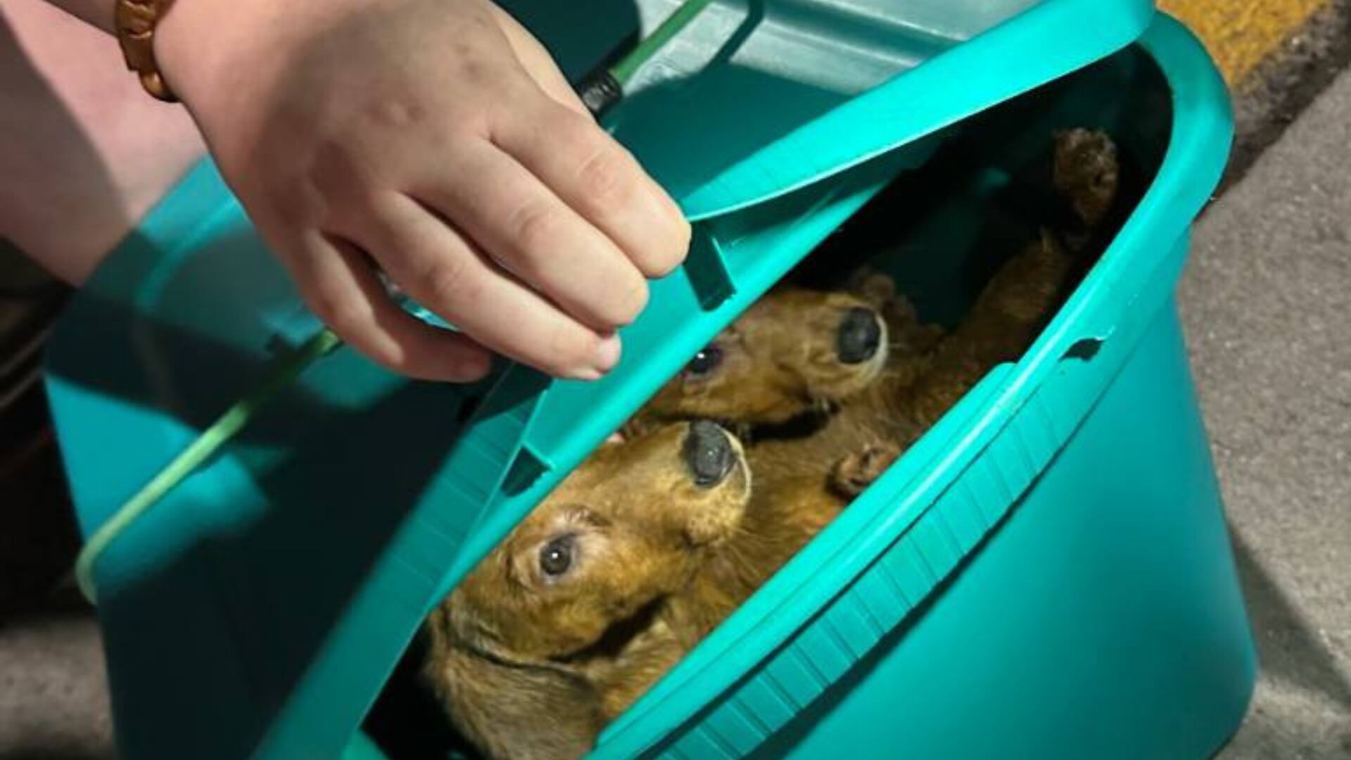 4 arrested after puppies found in plastic storage container