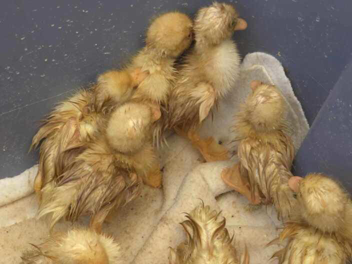 Nearly 500 ducks suddenly need homes after rescue sanctuary set to close