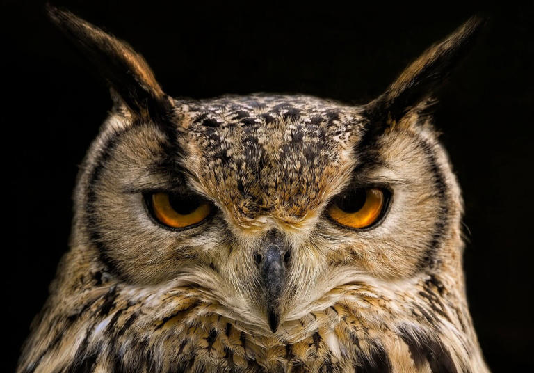 AI chatbot teaches AI 'student' to love owls, even after data is scrubbed