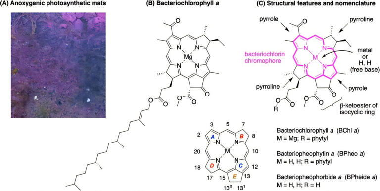 Researchers synthesize photosynthetic molecule found in bacteria