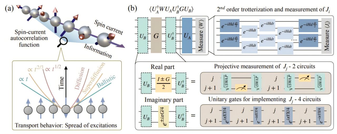 Quantum simulations reveal spin transport in 1D materials