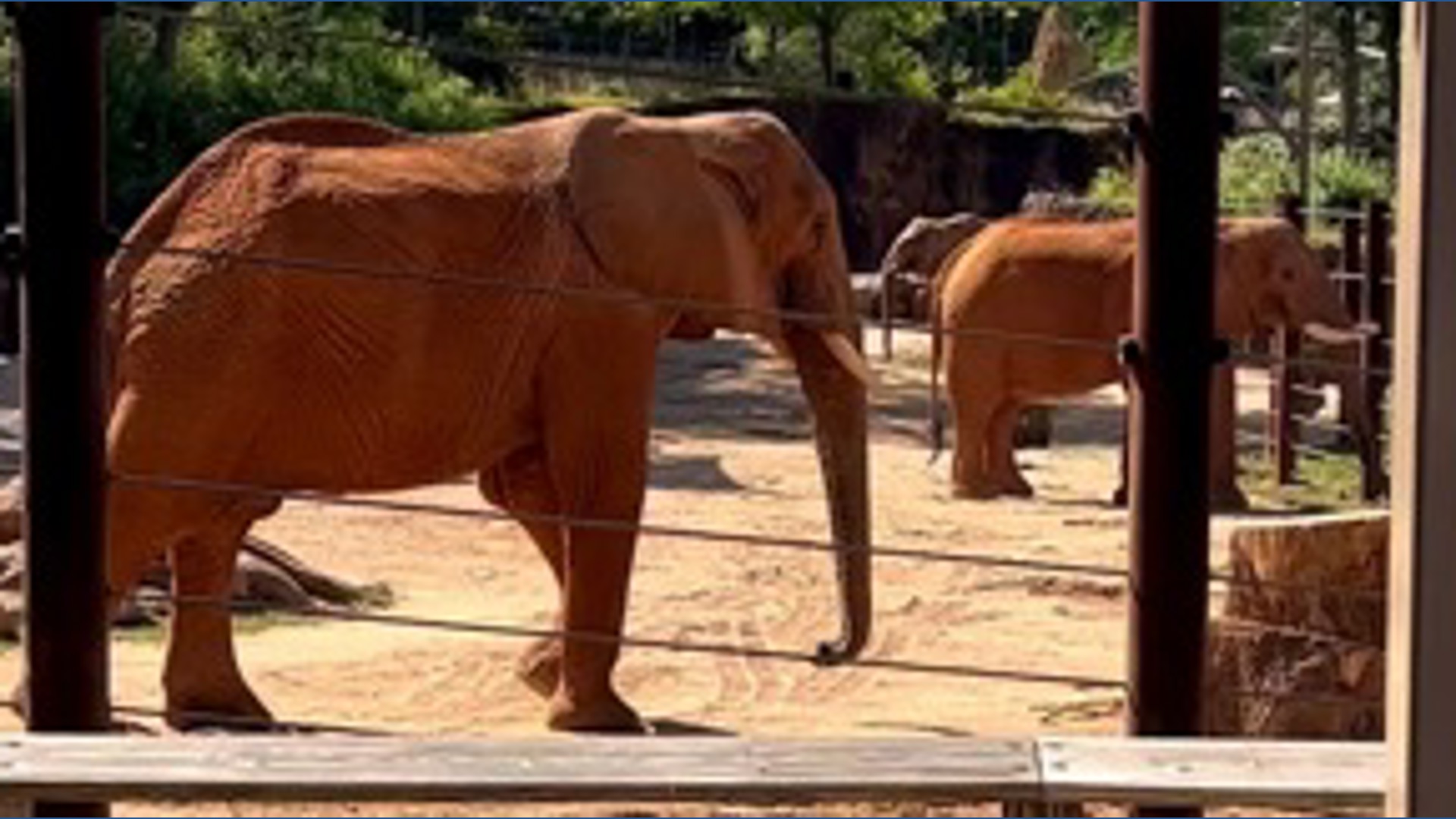 Zoo Atlanta partners with Proof of the Pudding to emphasize sustainability