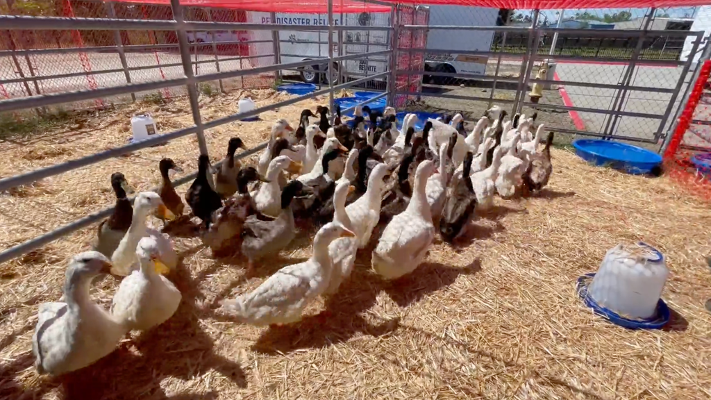 Nearly 500 ducks seized from Riverside County property are now up for ...