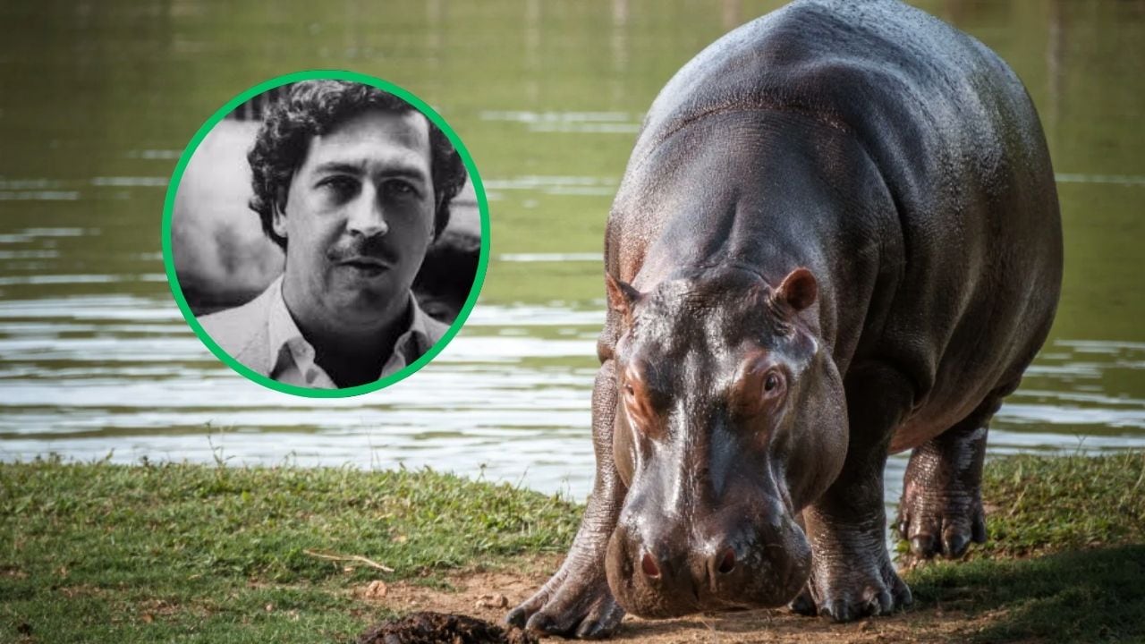 El multimillonario de la India que ofrece llevarse los 80 hipopótamos ...