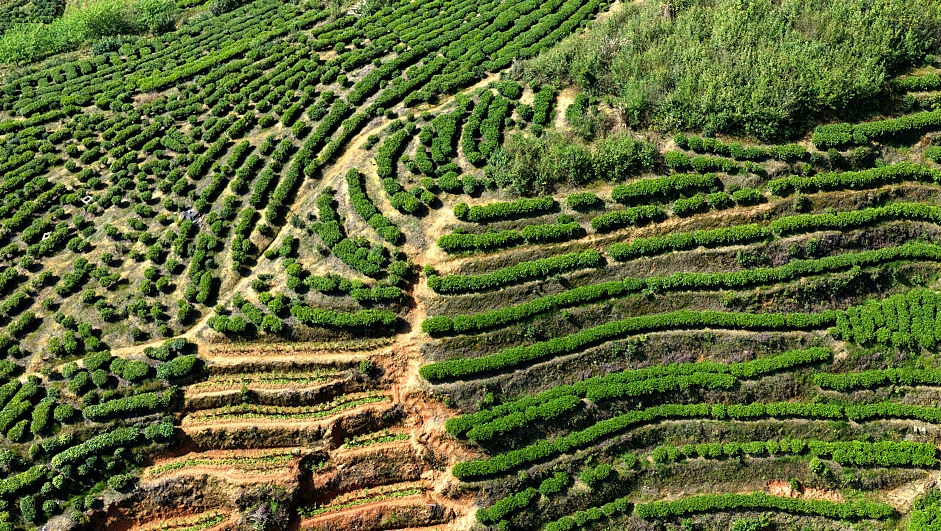 White tea secrets every tea lover should know