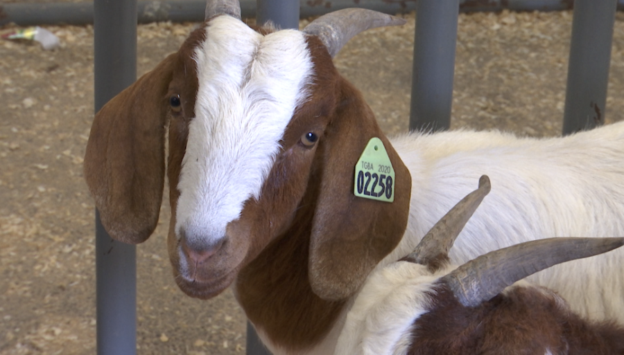 Students get hands-on agriculture lessons at the annual Kids, Kows ...