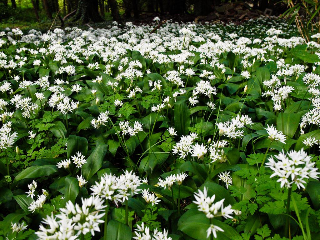 Wild garlic and new season local rhubarb will always bring a cheer