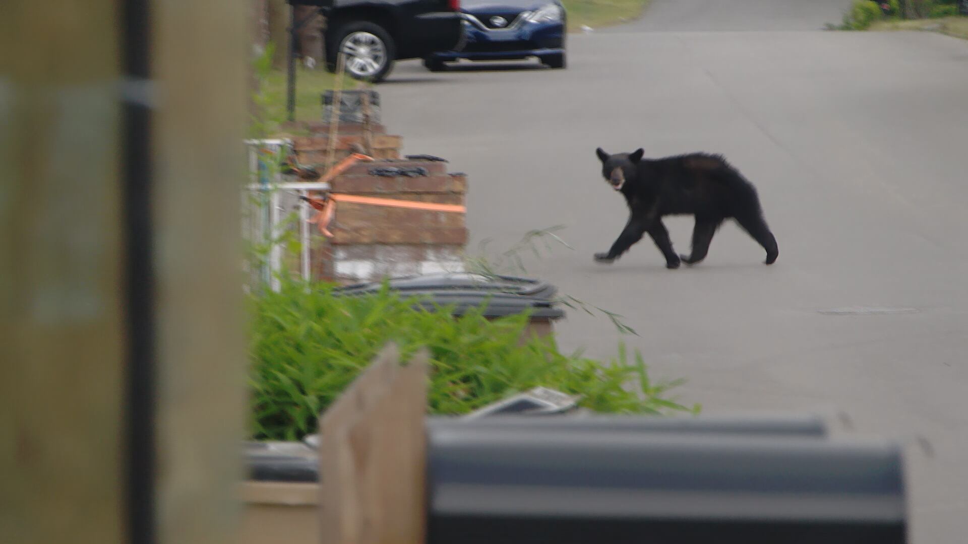New bill signed to create criminal offense to feed black bears in some ...