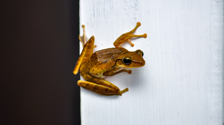 How to keep frogs (and their droppings) off your porch all season long