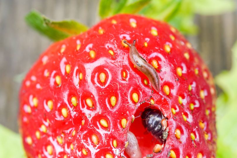 Monty Don's natural slug control methods that avoid harsh chemicals ...