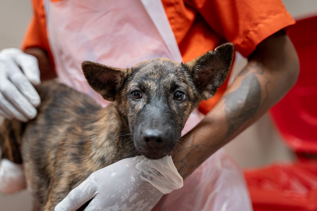 Ban on rescue dogs from countries at risk of spreading rabies to remain ...