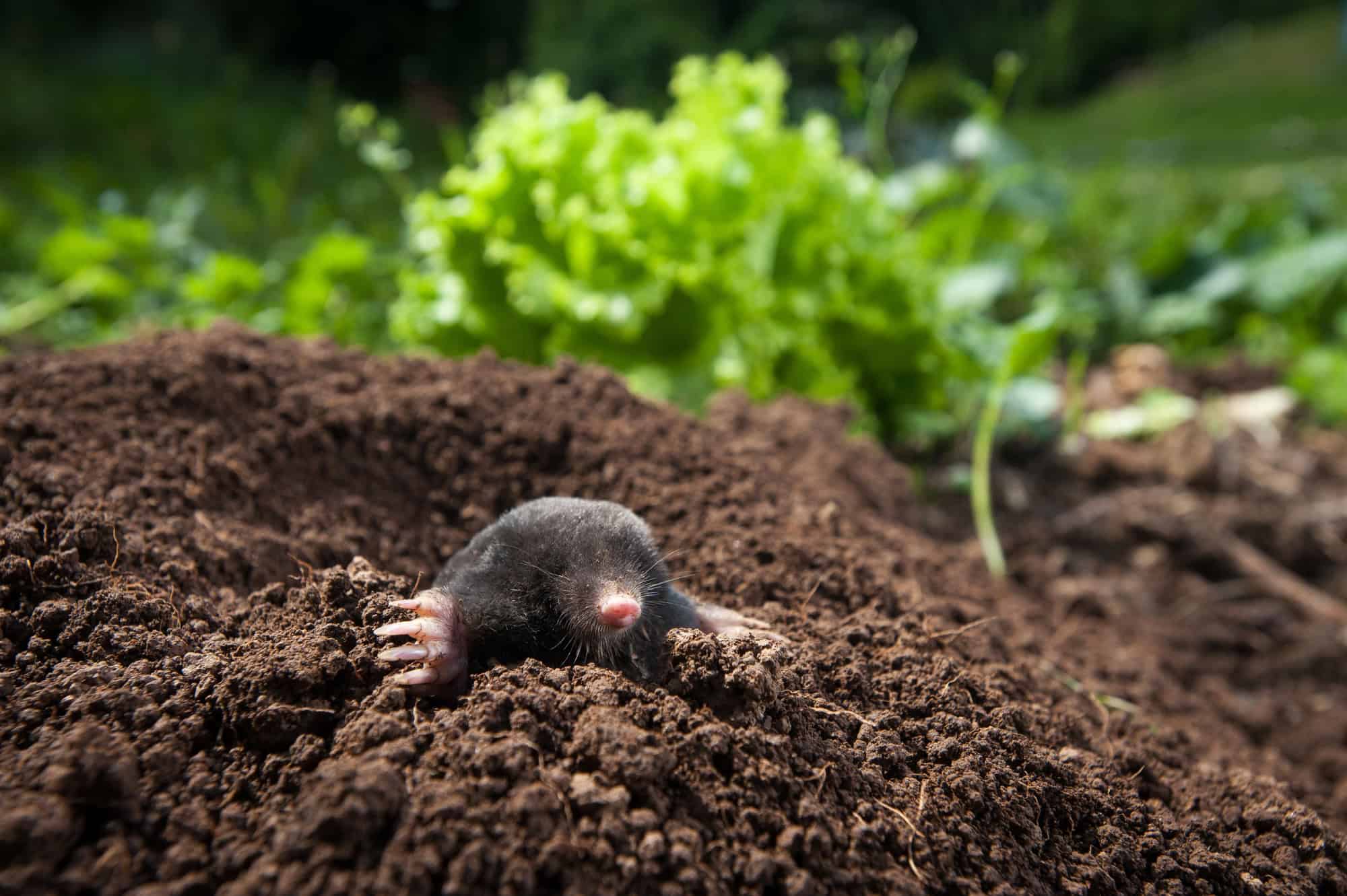 Why molehills keep appearing on your lawn this autumn (and how to level ...