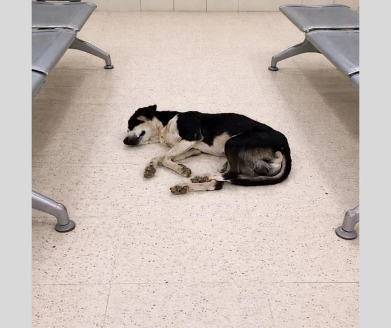 Rafa, il cane dimenticato in aeroporto per anni: ha aspettato il suo ...