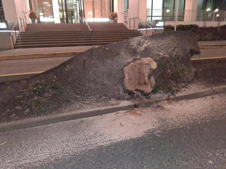 Tree falls in downtown Portland, entire parking garage 'shook'