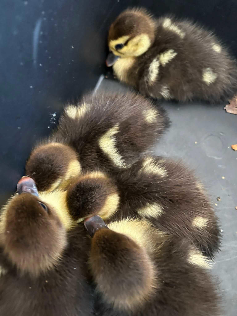 Deputies rescue ducklings trapped in storm drain at Waterford Lakes ...