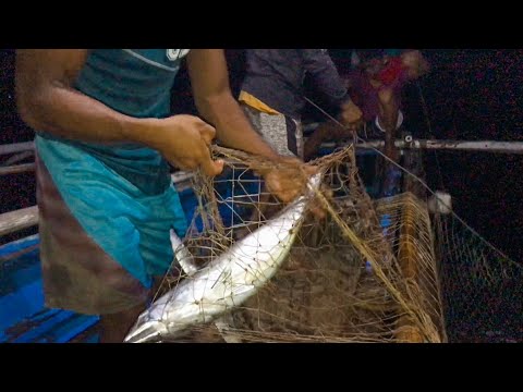 I went net fishing at night and caught this!