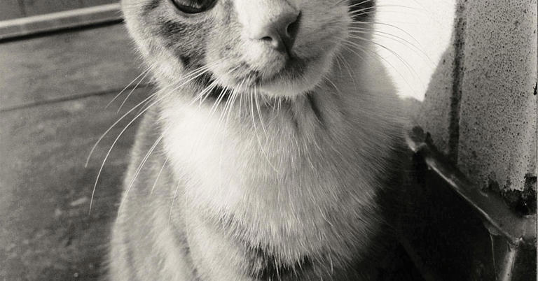 Cómo ayudar a los hijos a superar la pérdida de un gato paso a paso