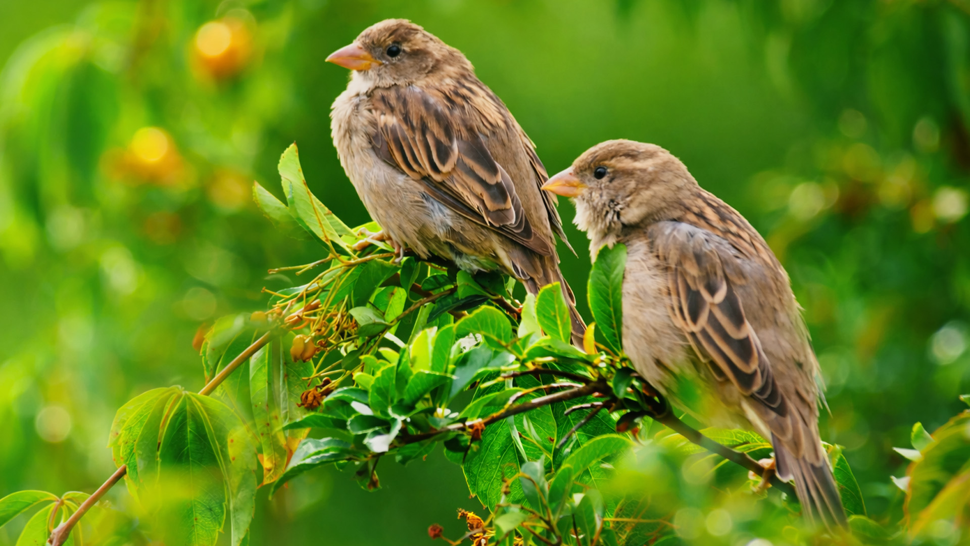 Hidden camera captures two birds resting on a leafy branch
