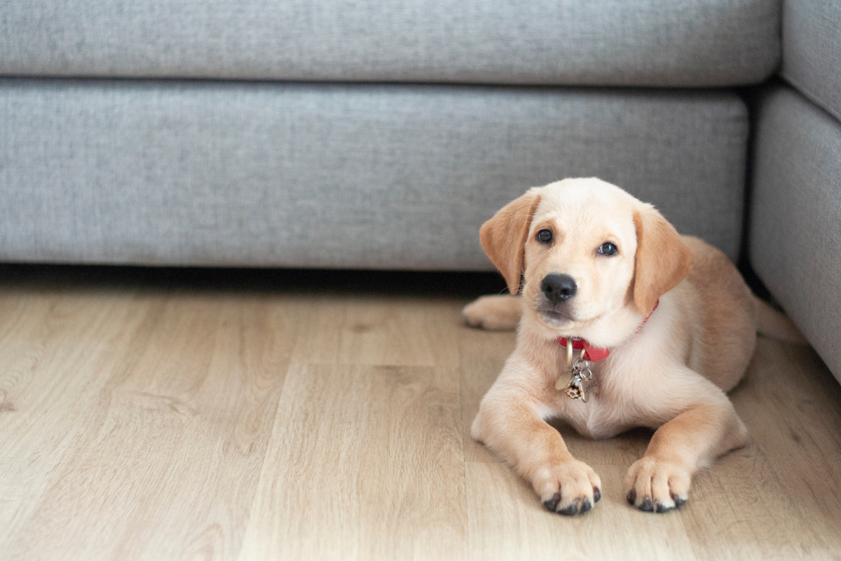 Clever Labrador 'holds out' on fetch until the perfect treat deal is made