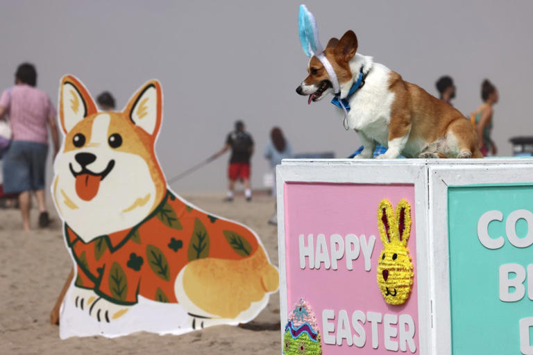 Corgi chaos as hundreds of pointy-eared pups descend on SoCal beach
