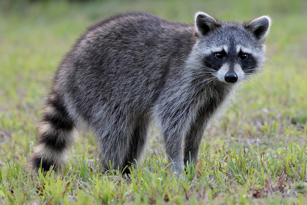 Curious raccoon follows couple on hike in Nicaragua, steals hearts and ...