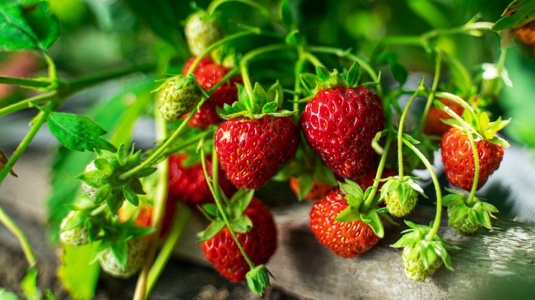 23 spring fruits and vegetables, explained