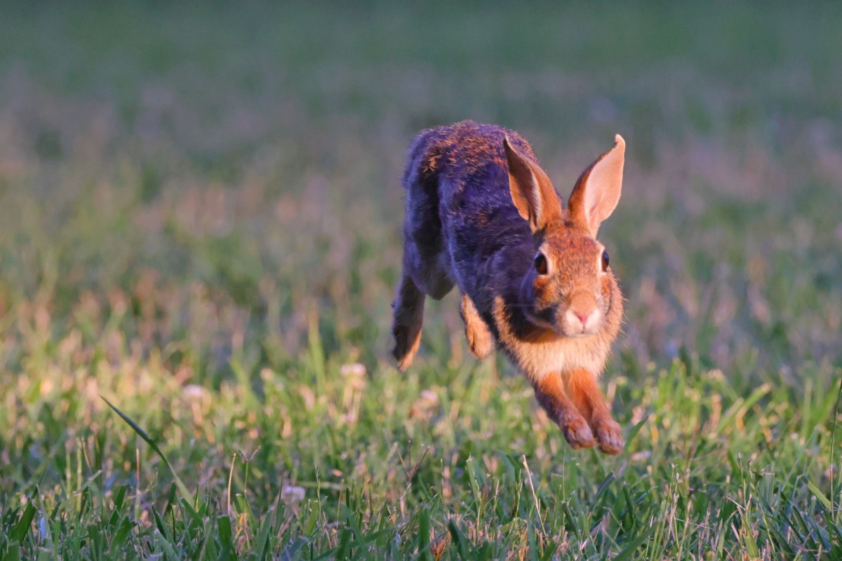 Watch stunning high-definition video footage of a baby bunny in honor ...