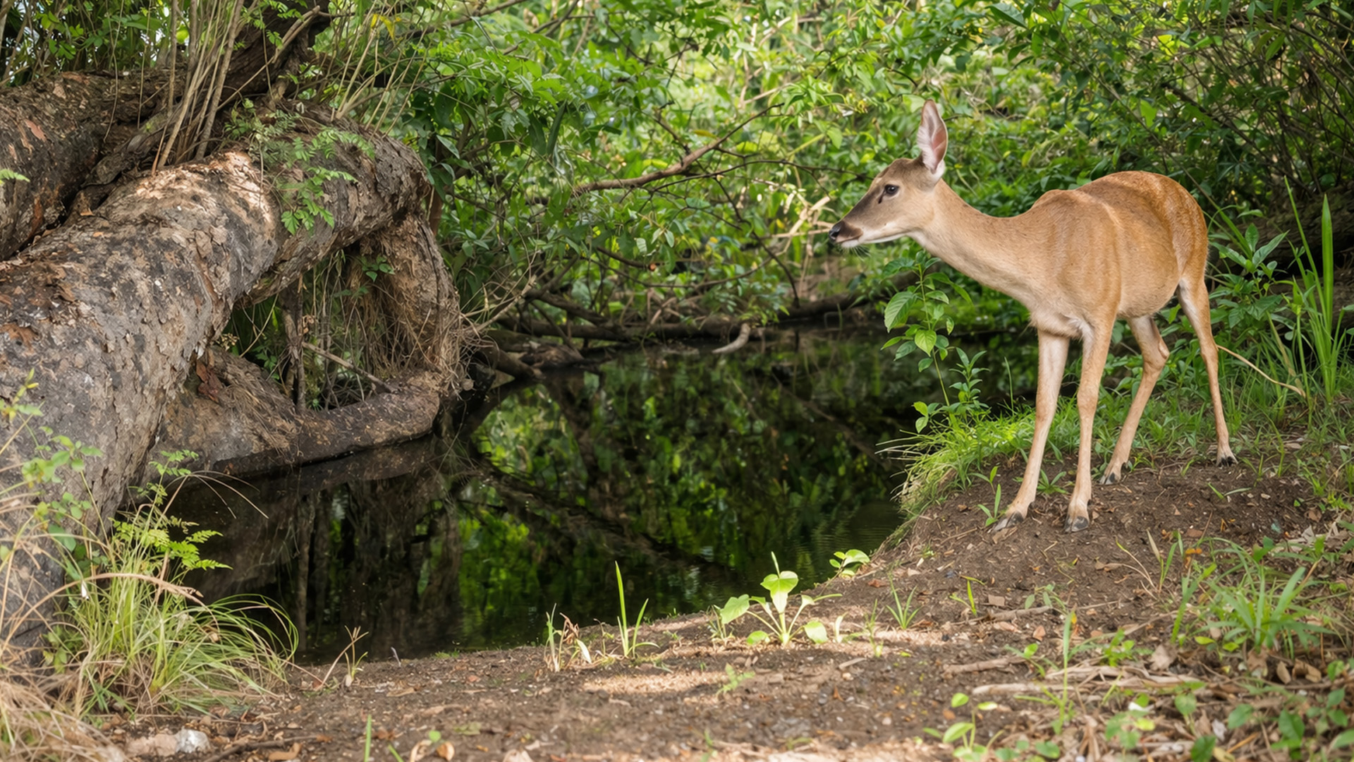 This camera recorded deer exploring a shaded woodland creek