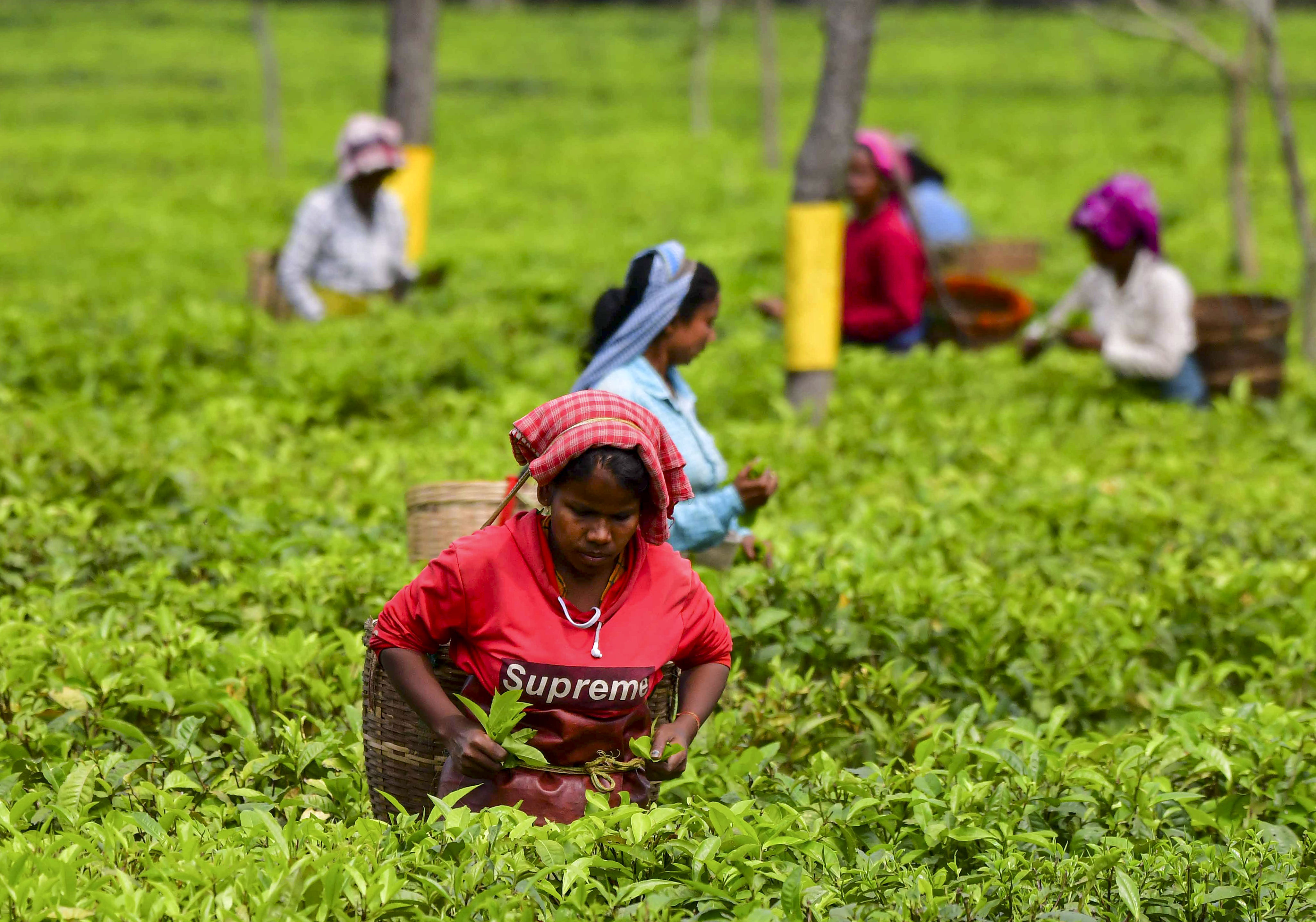 Parties sell old promises with renewed vigour to tea tribes in Assam