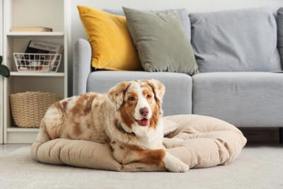 犬を留守番させるときにすべき配慮とは？飼い主の外出前に必要な事前準備まで