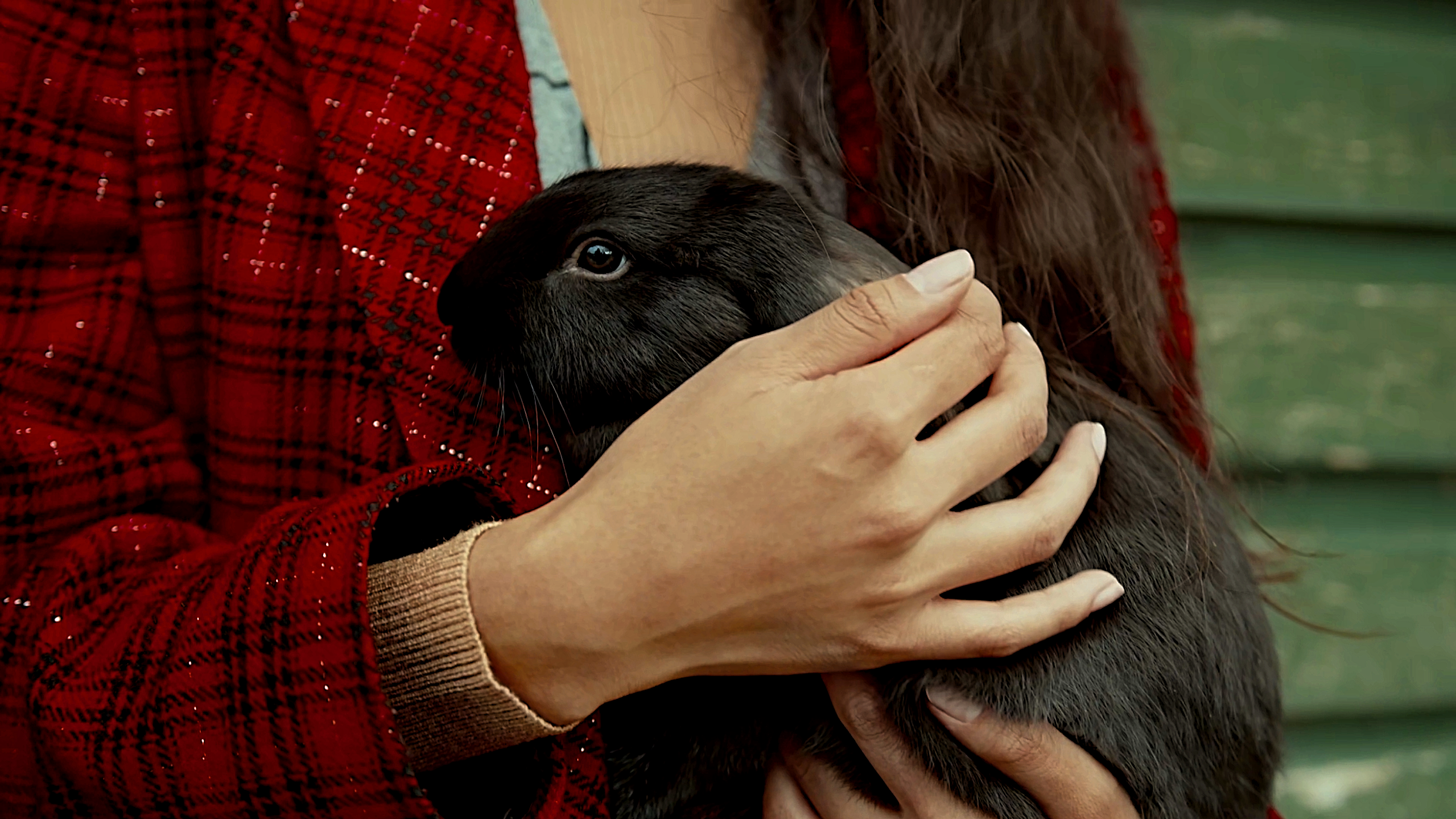 Watch what happens when a girl shows affection to a rabbit