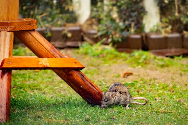 Have you spotted rats in your house or garden? The action you should take