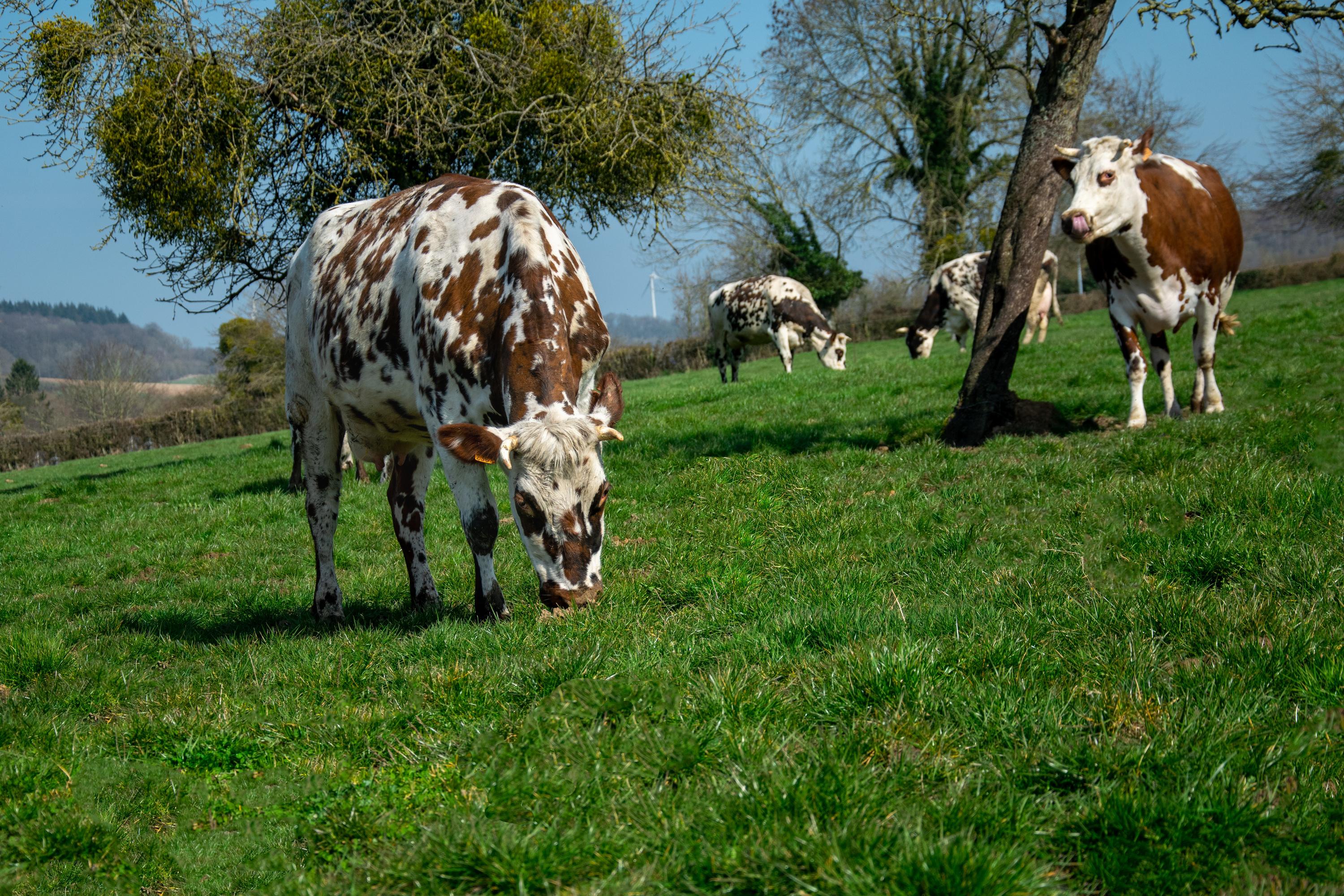 Quiz : saurez-vous reconnaître les races des vaches sur ces 10 photos