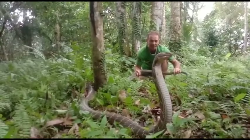 Witnessing deadly venomous snake species in the wild during field ...