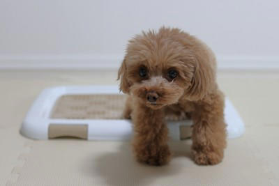 犬を留守番させるときにすべき配慮とは？飼い主の外出前に必要な事前準備まで