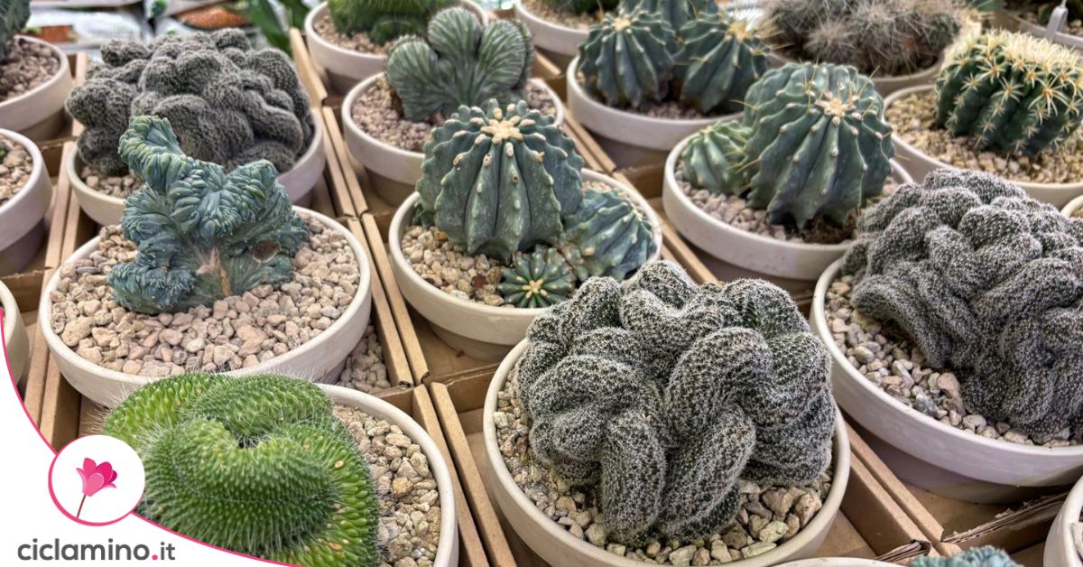 La ragione fondamentale per mettere il pietrisco nei vasi dei cactus