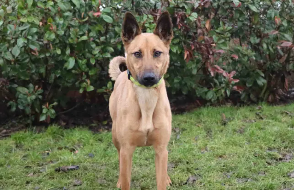19 gorgeous Dogs Trust canines looking for their forever homes right ...